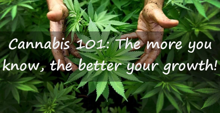 Marijuana 101 What You Need To Know