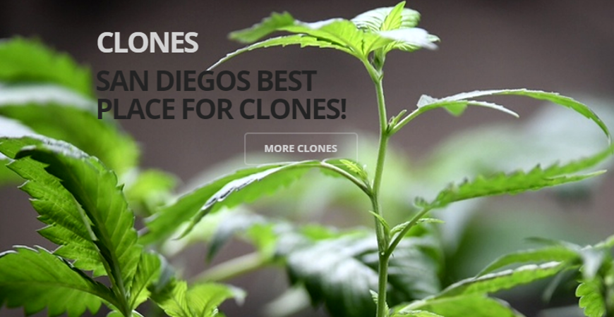 The Best Place For Clones