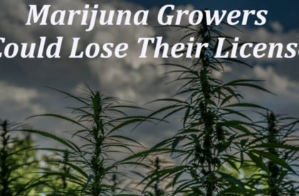 California Marijuana Growers Could Lose Their License